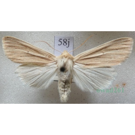 Mythimna pallens (Linnaeus, 1758) male Mokradlica blednica Czech58j